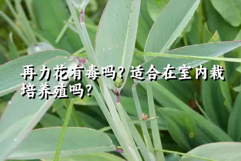 再力花有毒吗？适合在室内栽培养殖吗？