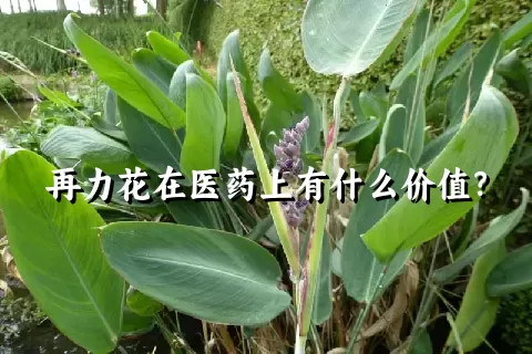 再力花在医药上有什么价值？