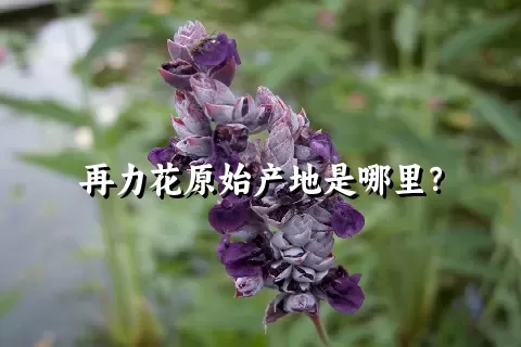 再力花原始产地是哪里？