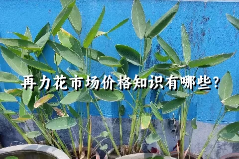 再力花市场价格知识有哪些？