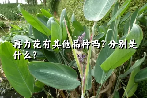 再力花有其他品种吗？分别是什么？