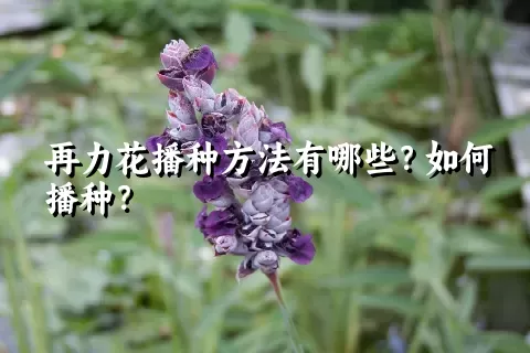 再力花播种方法有哪些？如何播种？