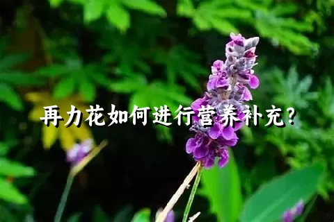 再力花如何进行营养补充？