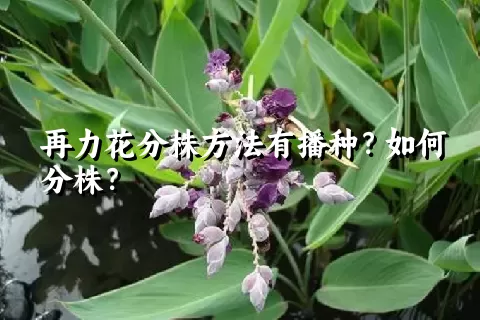 再力花分株方法有播种？如何分株？