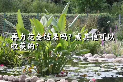 再力花会结果吗？或其他可以收获的？