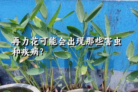 再力花可能会出现那些害虫和疾病？