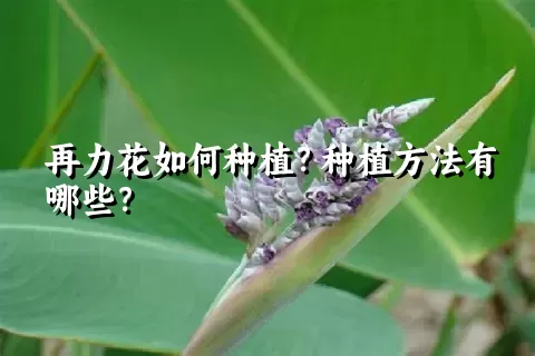 再力花如何种植？种植方法有哪些？