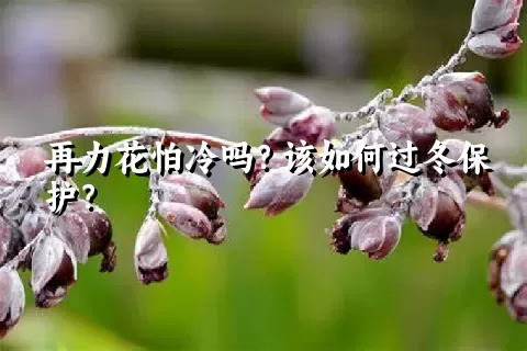 再力花怕冷吗？该如何过冬保护？