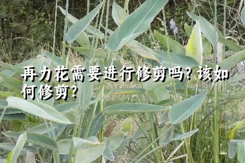 再力花需要进行修剪吗？该如何修剪？