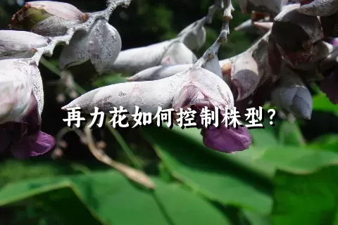 再力花如何控制株型？