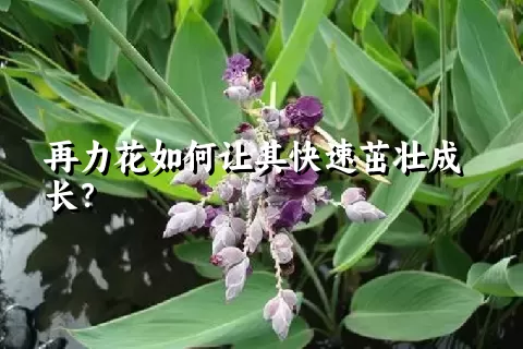 再力花如何让其快速茁壮成长？