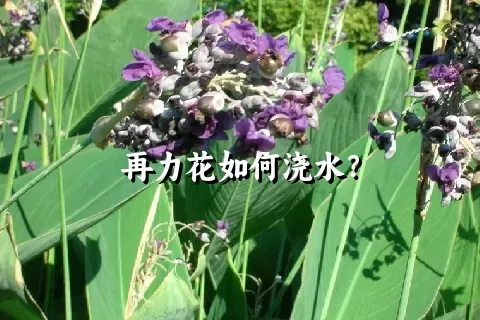 再力花如何浇水？