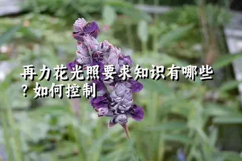 再力花光照要求知识有哪些？如何控制