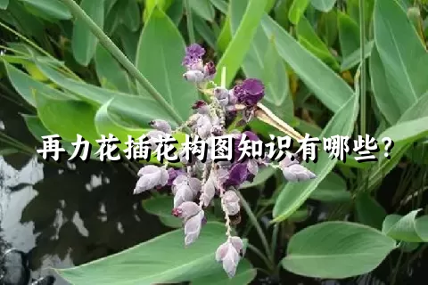 再力花插花构图知识有哪些？