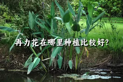 再力花在哪里种植比较好？