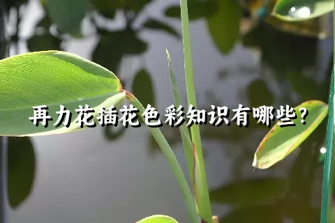 再力花插花色彩知识有哪些？