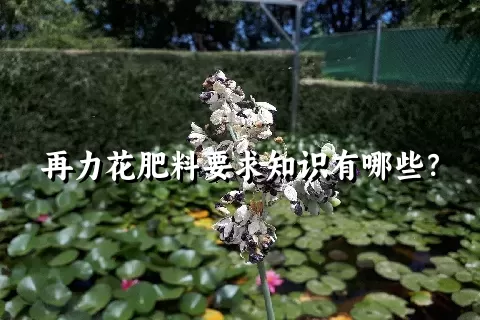 再力花肥料要求知识有哪些？