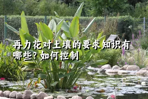 再力花对土壤的要求知识有哪些？如何控制