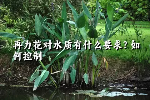 再力花对水质有什么要求？如何控制