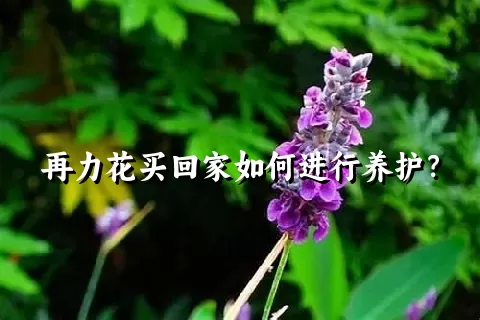 再力花买回家如何进行养护？