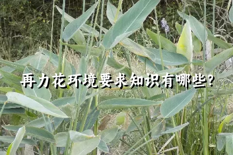 再力花环境要求知识有哪些？