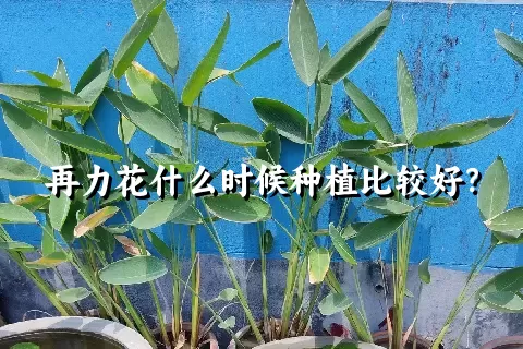 再力花什么时候种植比较好？