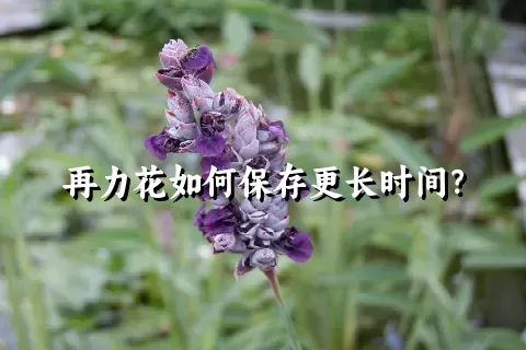 再力花如何保存更长时间？