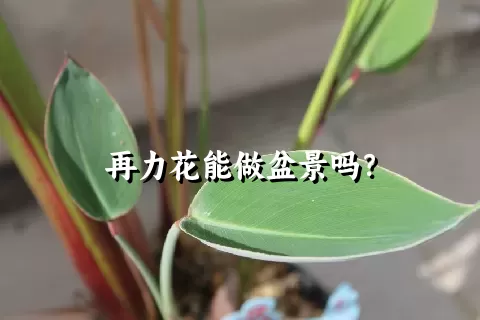 再力花能做盆景吗？