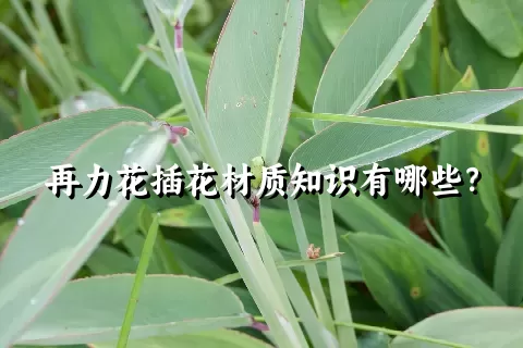 再力花插花材质知识有哪些？