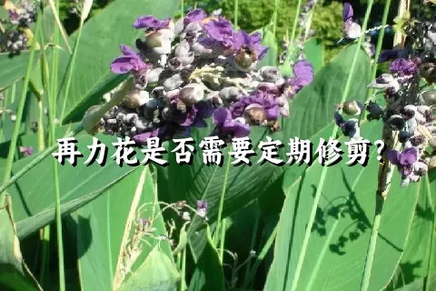 再力花是否需要定期修剪？