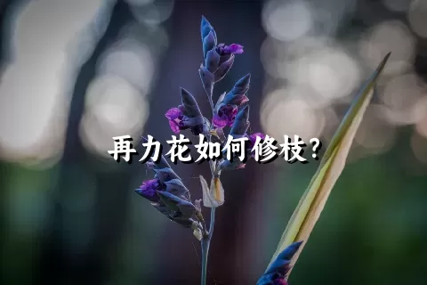 再力花如何修枝？