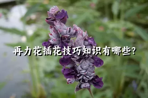 再力花插花技巧知识有哪些？