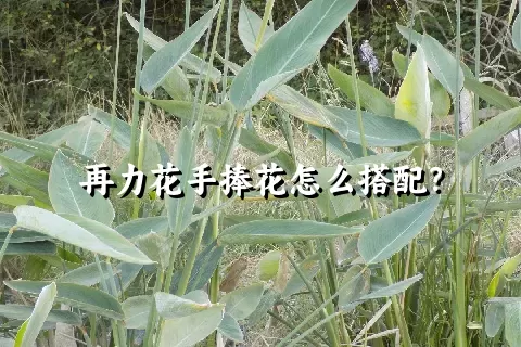 再力花手捧花怎么搭配？