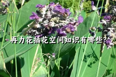 再力花插花空间知识有哪些？