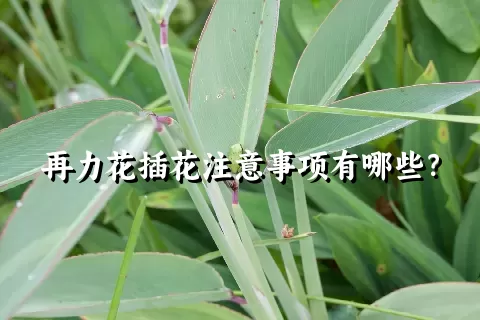 再力花插花注意事项有哪些？