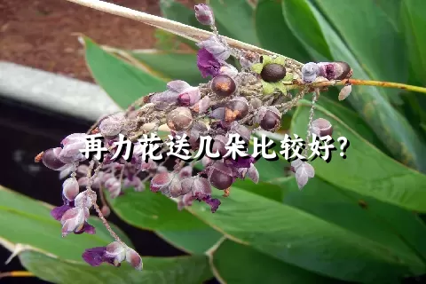 再力花送几朵比较好？