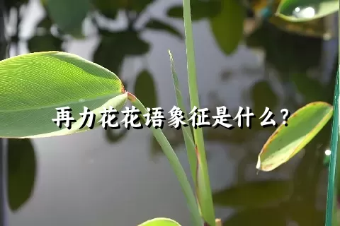 再力花花语象征是什么？