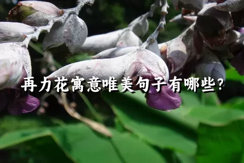 再力花寓意唯美句子有哪些？