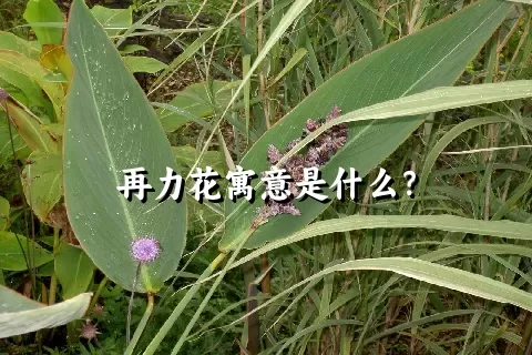 再力花寓意是什么？