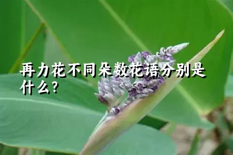 再力花不同朵数花语分别是什么？