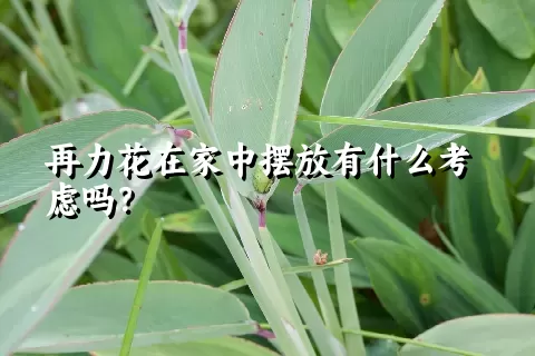 再力花在家中摆放有什么考虑吗？