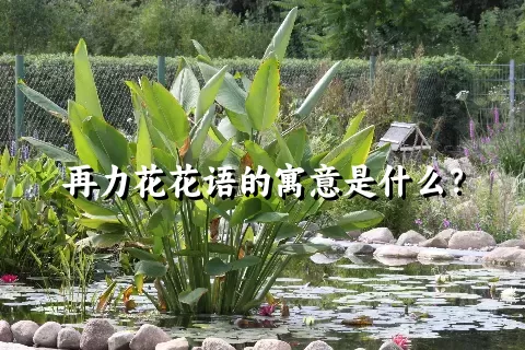 再力花花语的寓意是什么？