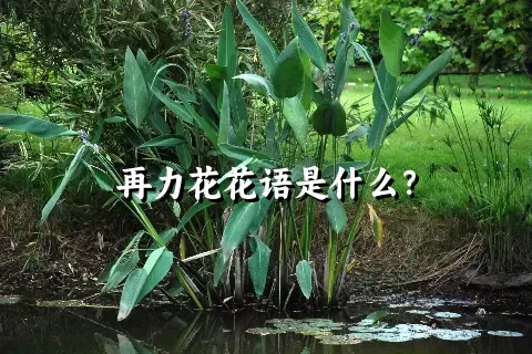 再力花花语是什么？