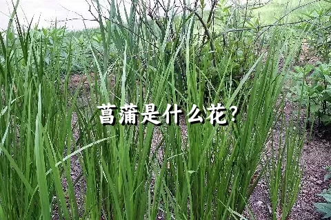 菖蒲是什么花？