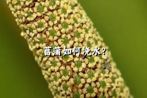 菖蒲如何浇水？