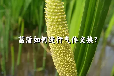 菖蒲如何进行气体交换？