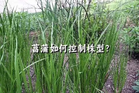 菖蒲如何控制株型？