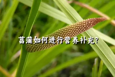 菖蒲如何进行营养补充？