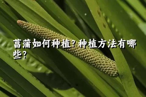 菖蒲如何种植？种植方法有哪些？