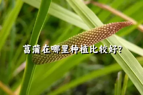 菖蒲在哪里种植比较好？